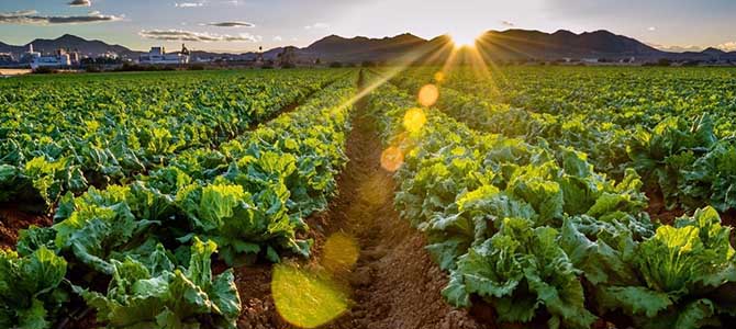 良好農(nóng)業(yè)規(guī)范認證 良好農(nóng)業(yè)規(guī)范認證